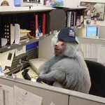 Several hospitalized as wild baboon escapes to Fox Sports newsroom
